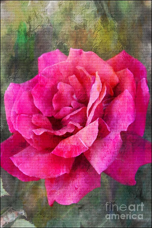 Rose Photograph - A Rose Canvas by Clare Bevan