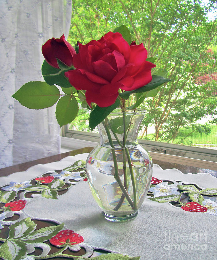 A Rose Celebrates Summer Photograph by Jeannie Allerton