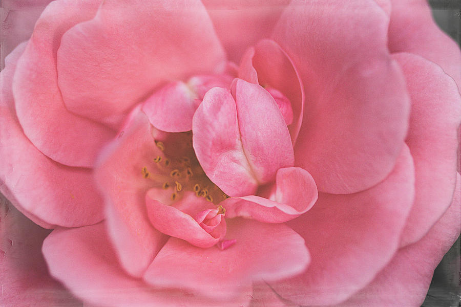 Rose Photograph - A Rose by Cindi Ressler