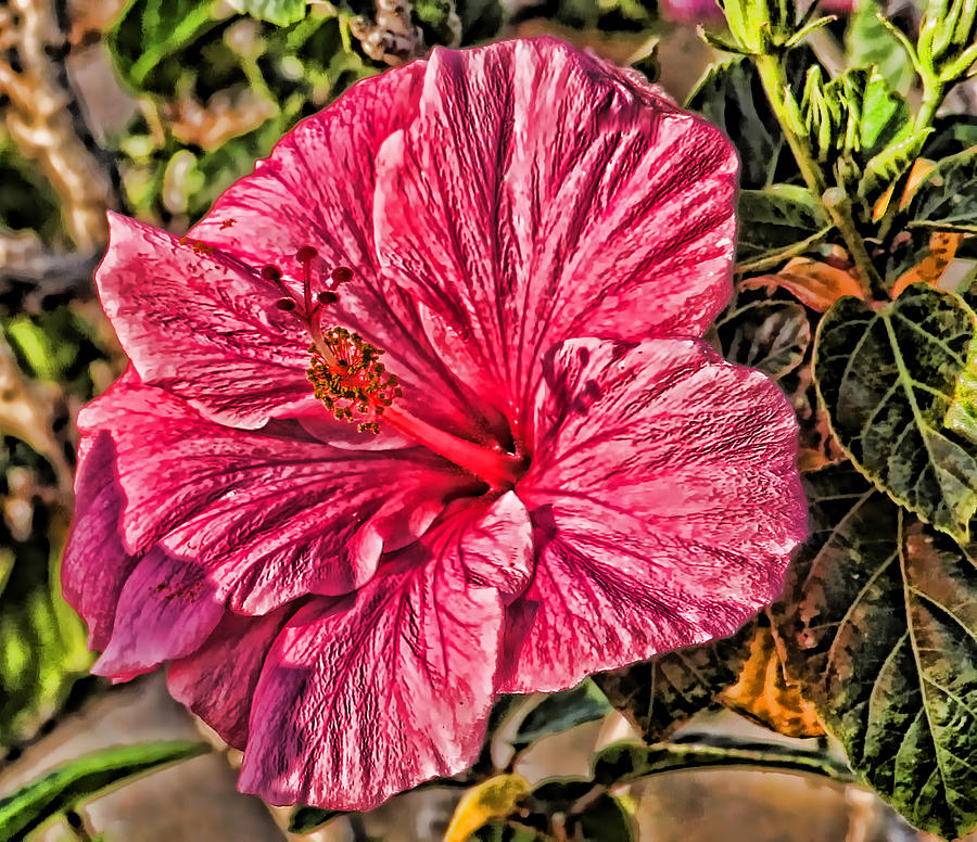 A Rose Colored Hibiscus Photograph by HH Photography of Florida
