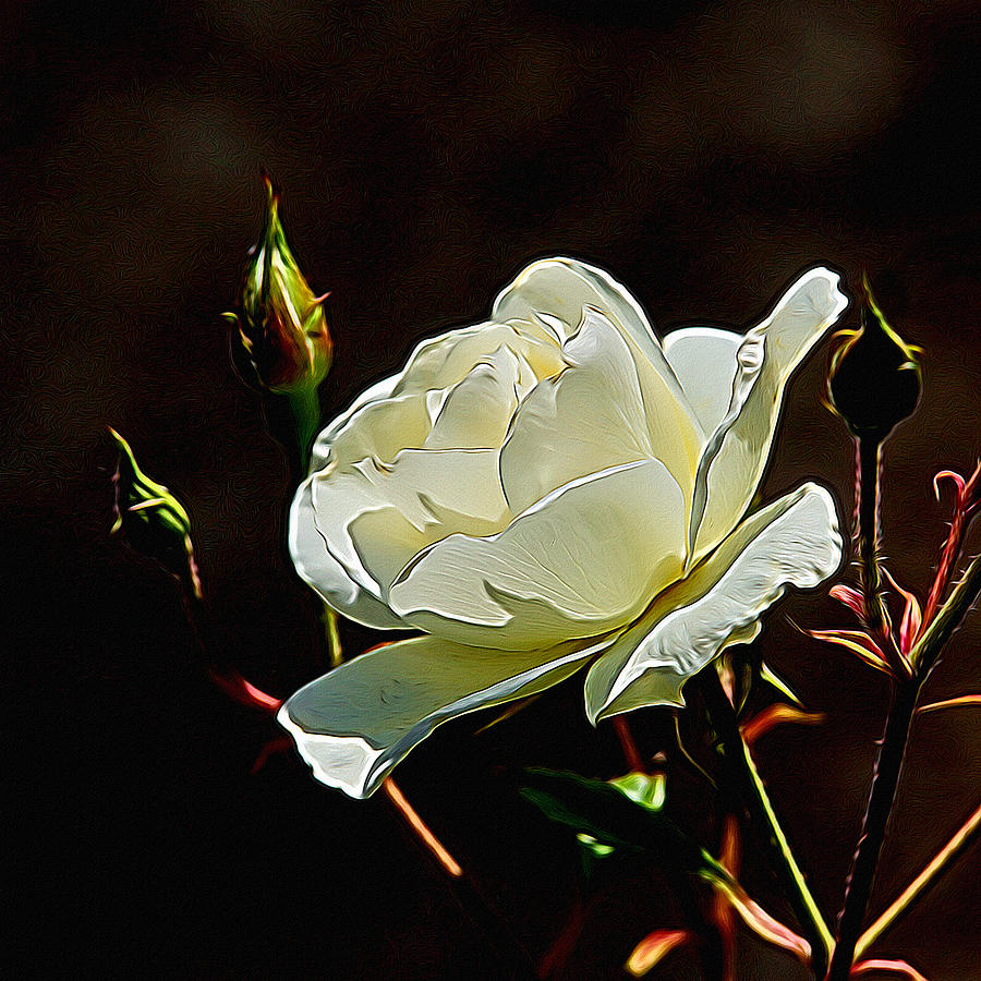 Rose Digital Art - A Rose Digital Art by Ernest Echols