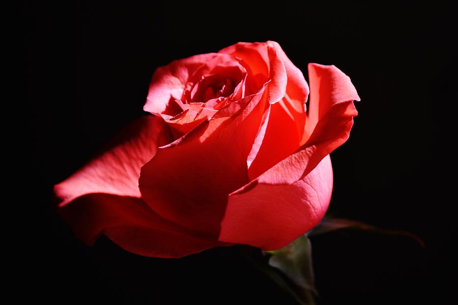 A Rose Photograph by Eileen Brymer