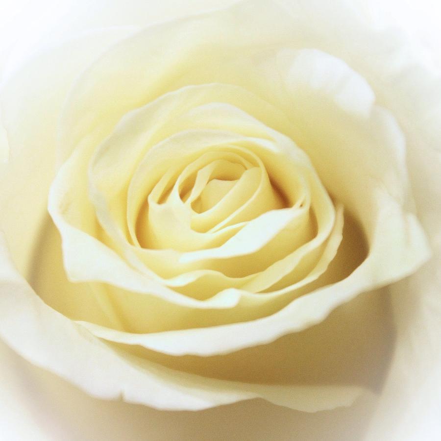 A Rose... Photograph