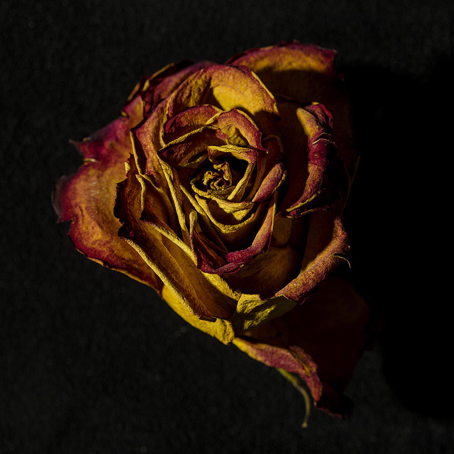 A Rose Fading Photograph by David Stone