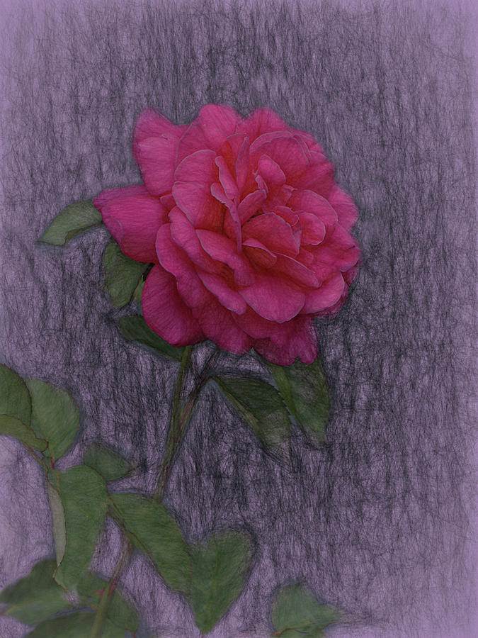 A Rose for Alberta Digital Art by Ernest Echols