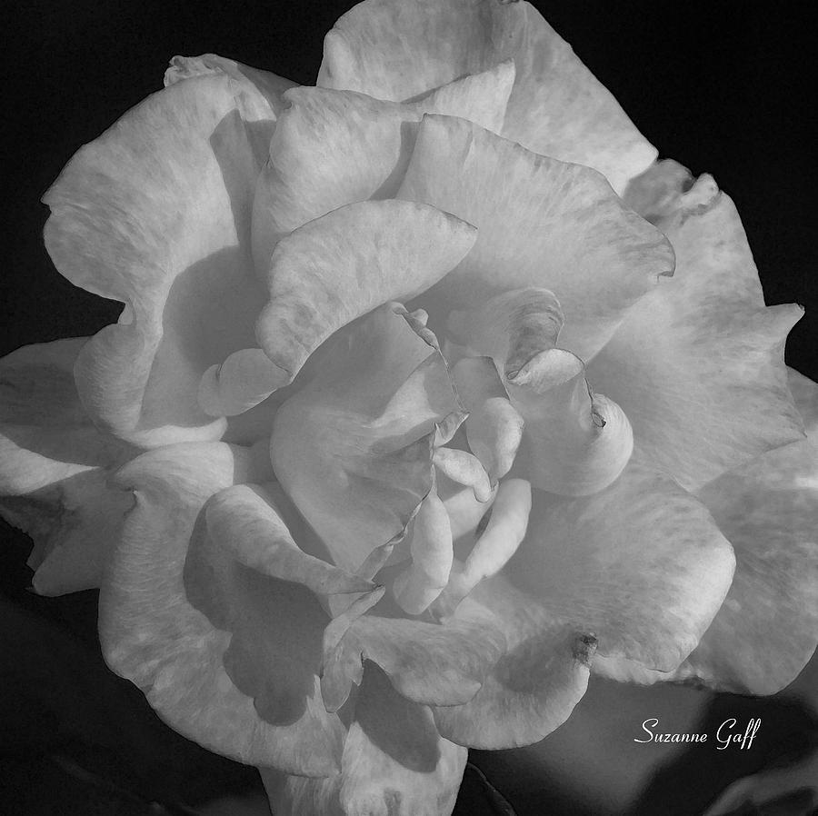 A Rose for Betty in black and white Photograph by Suzanne Gaff