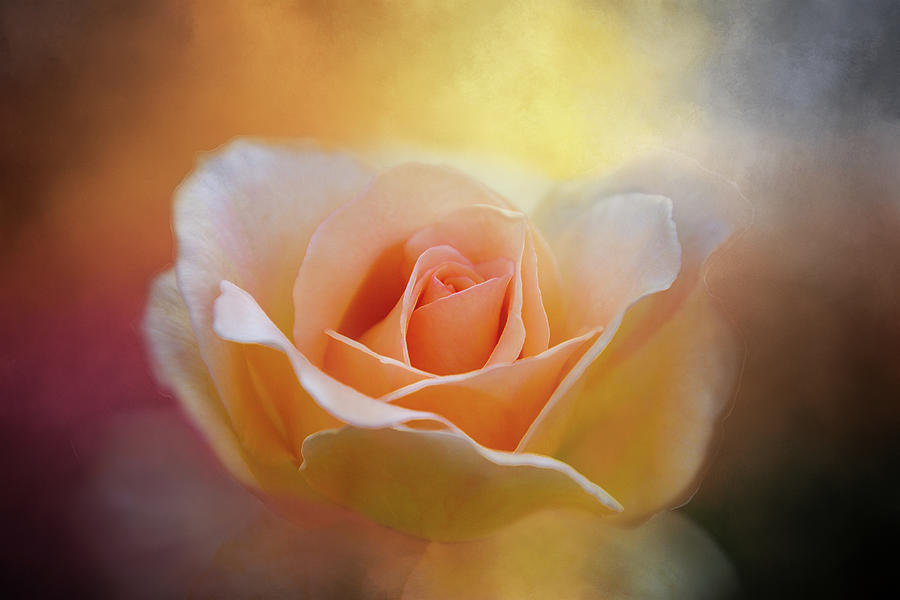 A Rose for Daybreak Digital Art by Terry Davis