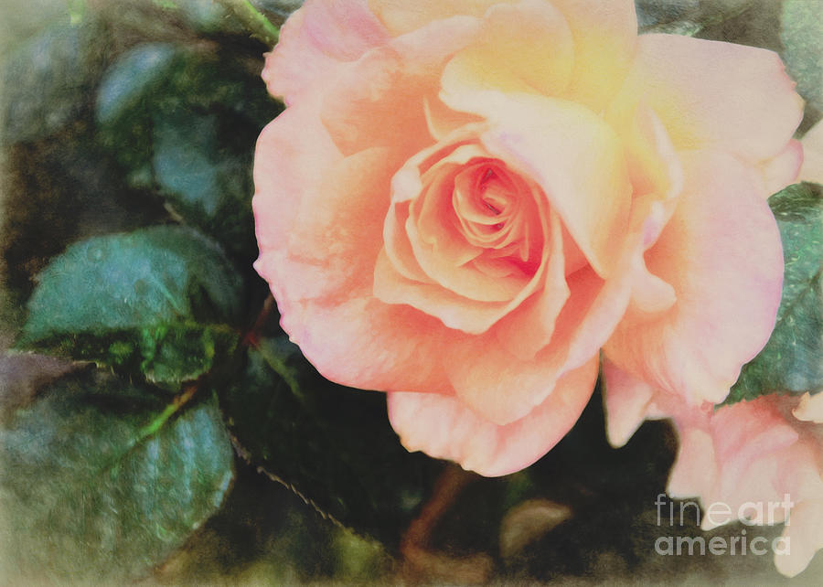 Nature Painting - A Rose For Kathleen by Janice Pariza