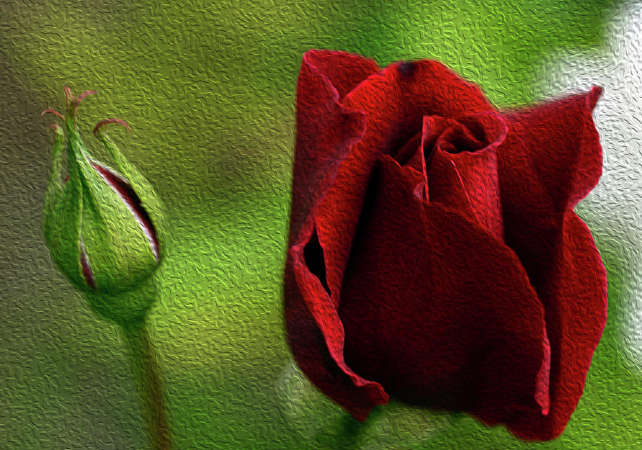 Rose Photograph - A Rose for Mother by Wanda Brandon