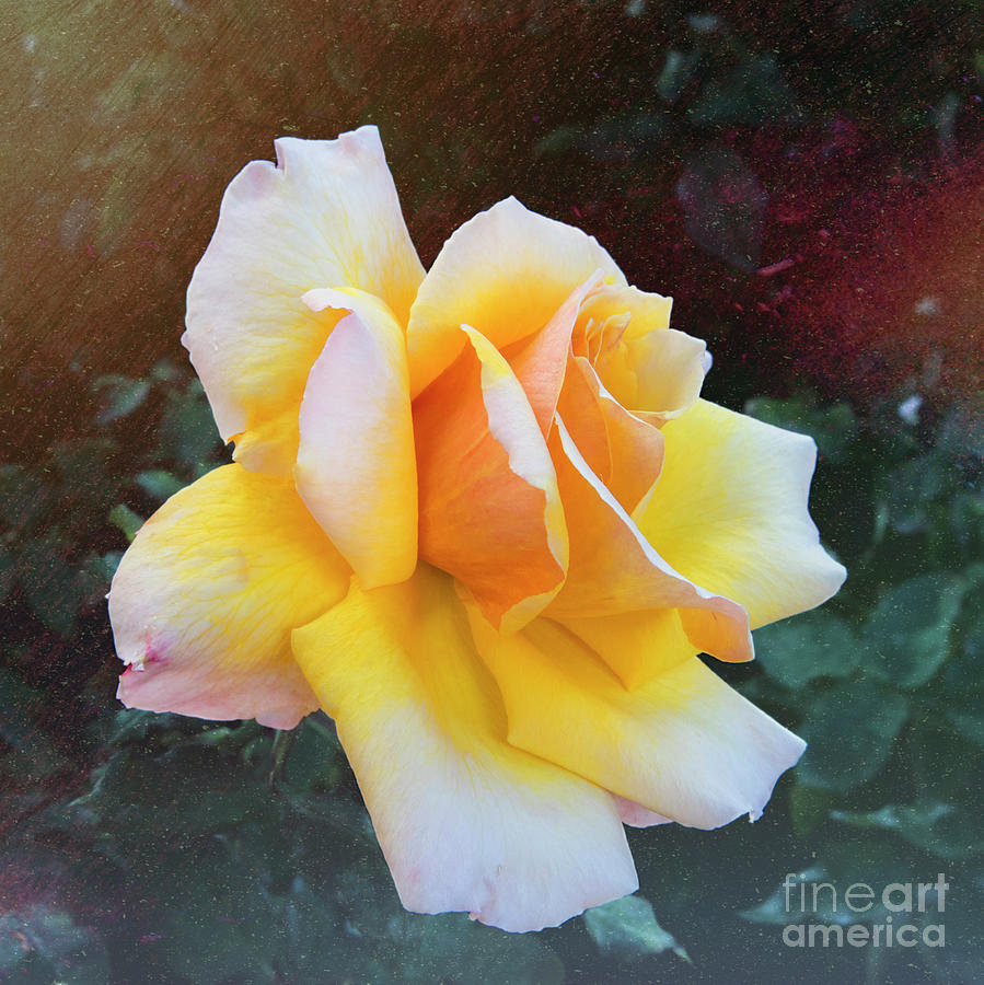 A Rose for My Lady Photograph by Mariola Bitner