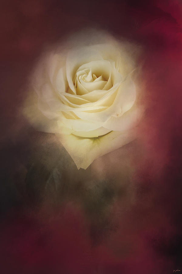 A Rose For My Valentine Photograph by Jai Johnson