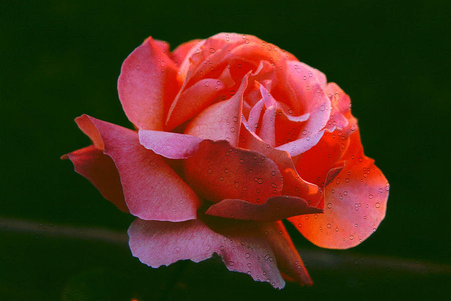 Rose Photograph - A Rose For Rose by Michael Durst