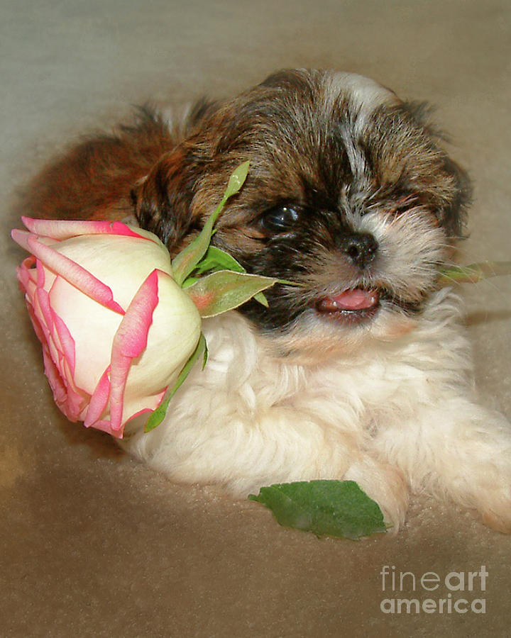Shih Tzu Photograph - A Rose for the Lady by TN Fairey