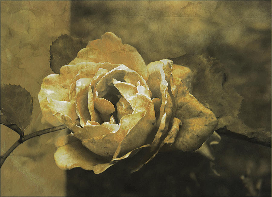 Vintage Effect Rose Digital Art