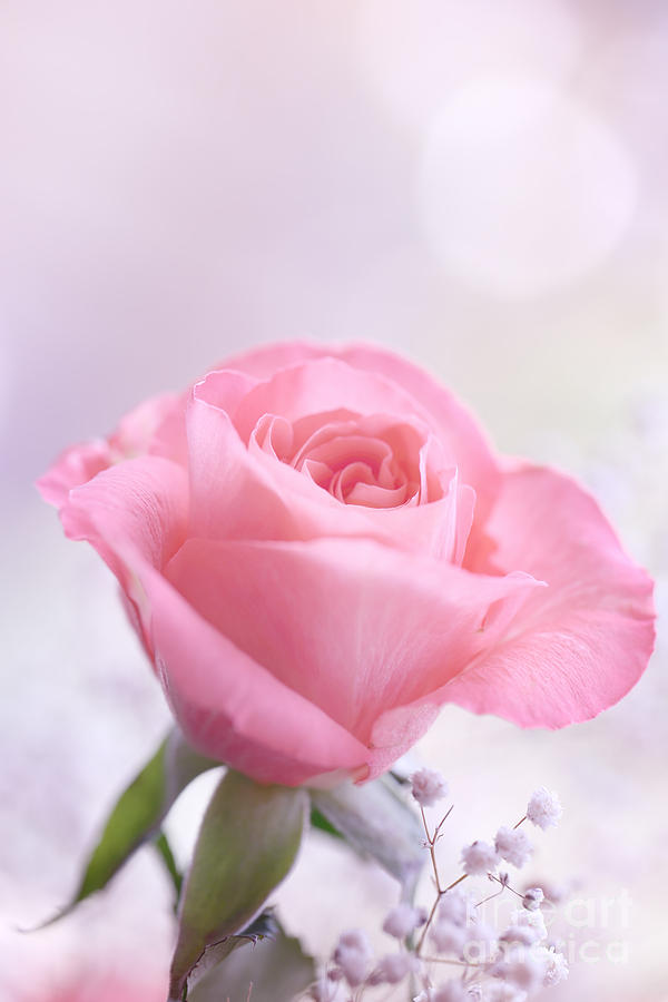 Flower Photograph - A rose for you.. by LHJB Photography