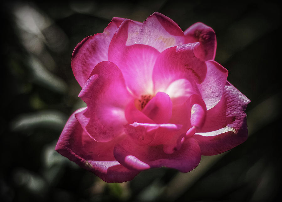 Nature Photograph - A rose for you by Mike Dunn