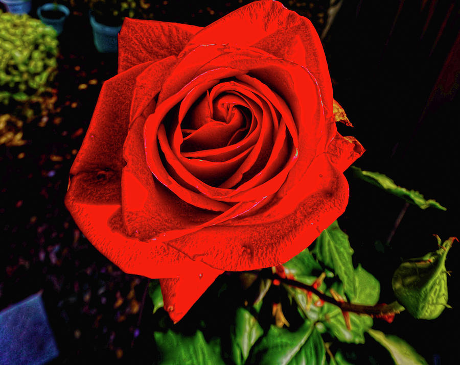 A Rose From Above Photograph