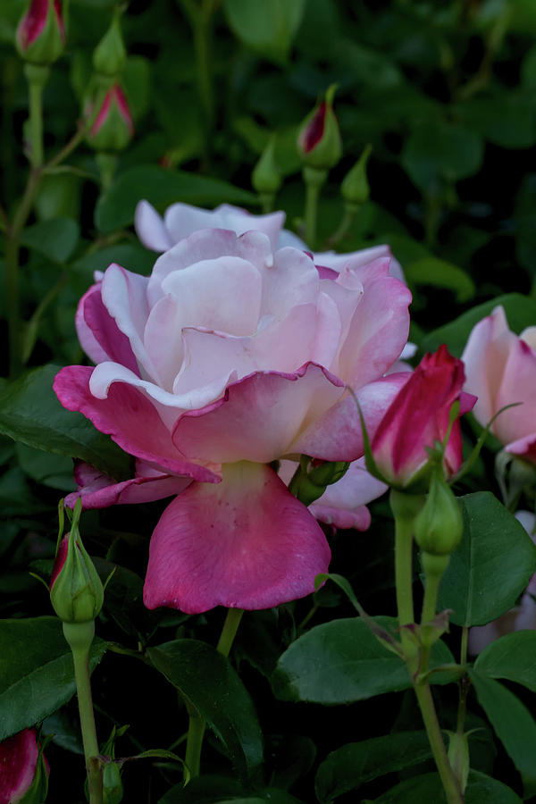 A Rose Garden Awakens Photograph by John Haldane