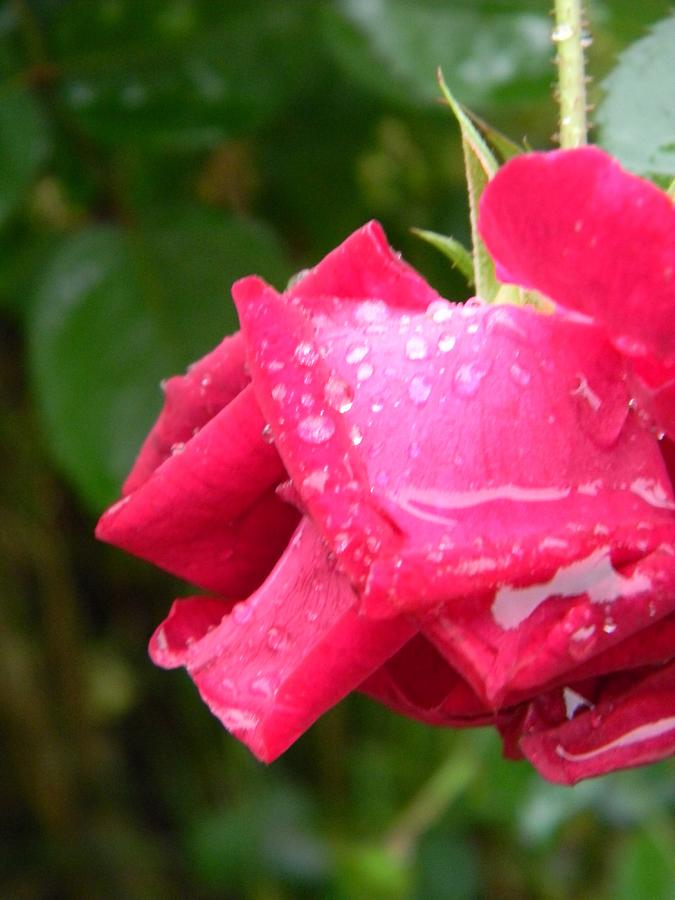 A Rose Heavy with Rain Photograph by Warren Thompson