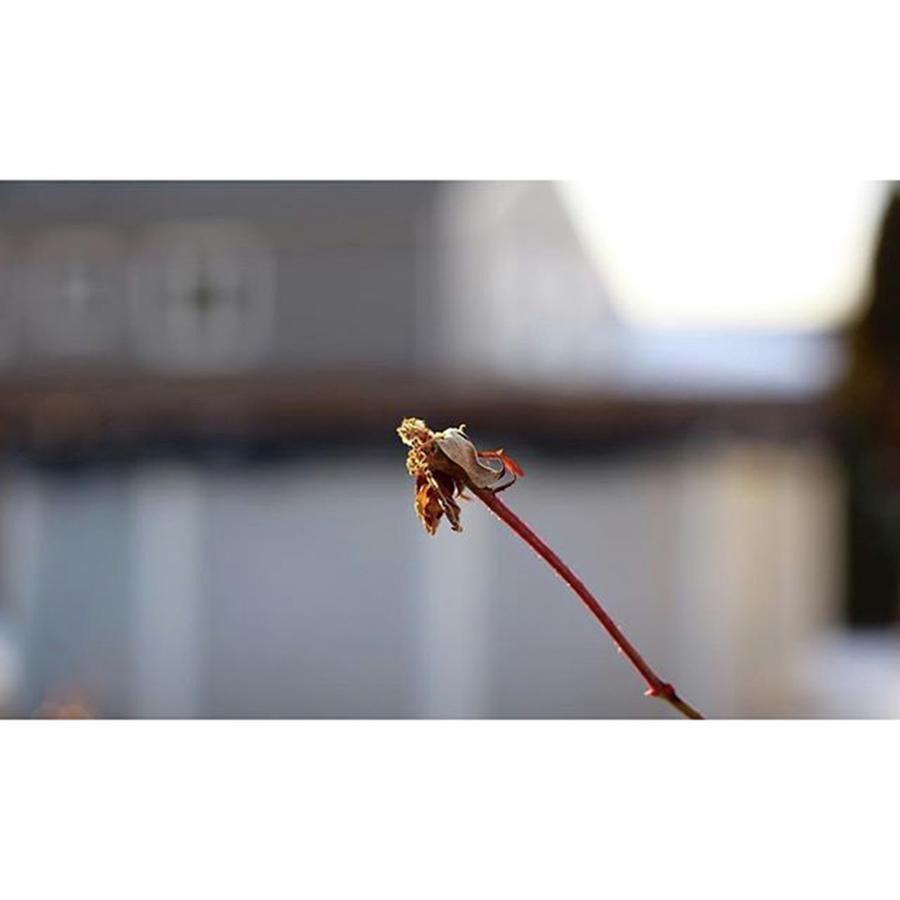 Bokeh Photograph - A Rose Hip Survives The Winter So by Bryan Edwards