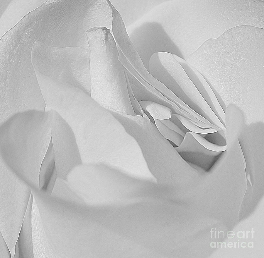 A Rose in Black and White Photograph by Cindy Manero