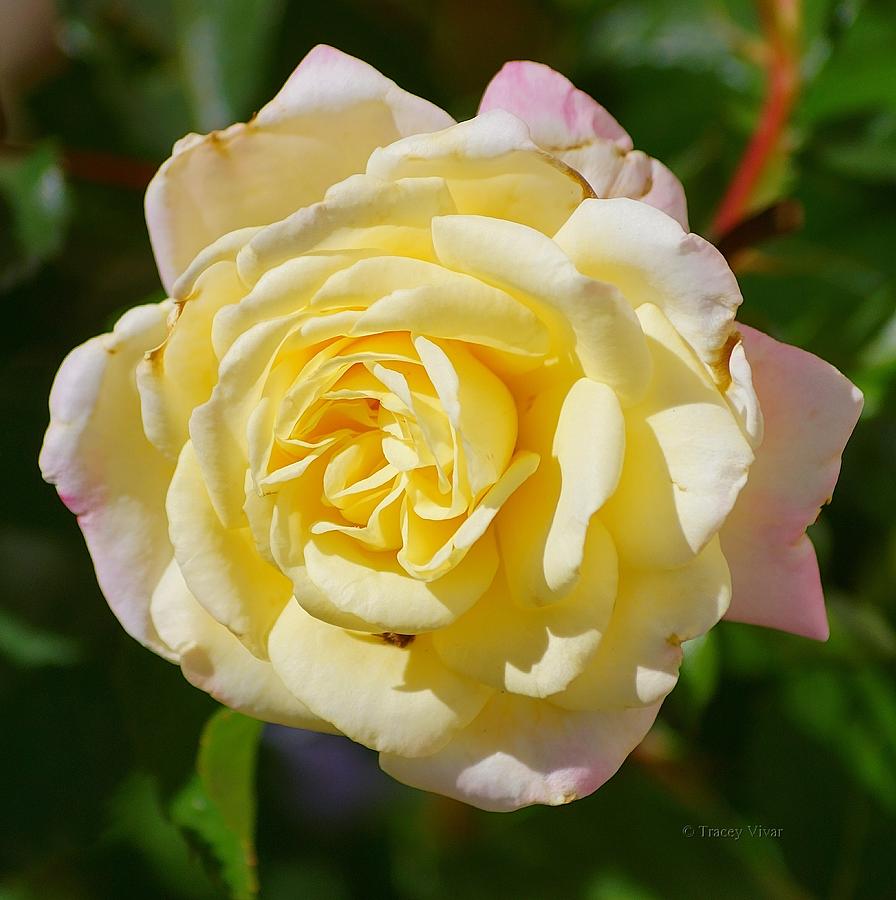 A Rose in Cream and Pink Photograph by Tracey Vivar