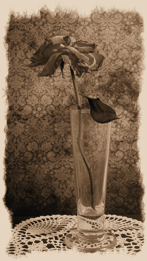 A Rose in Death Photograph by Scott Kingery