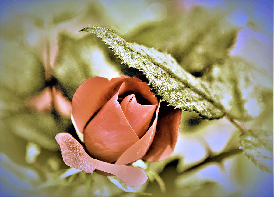 Autumn Rose In Natural Still Life Photograph