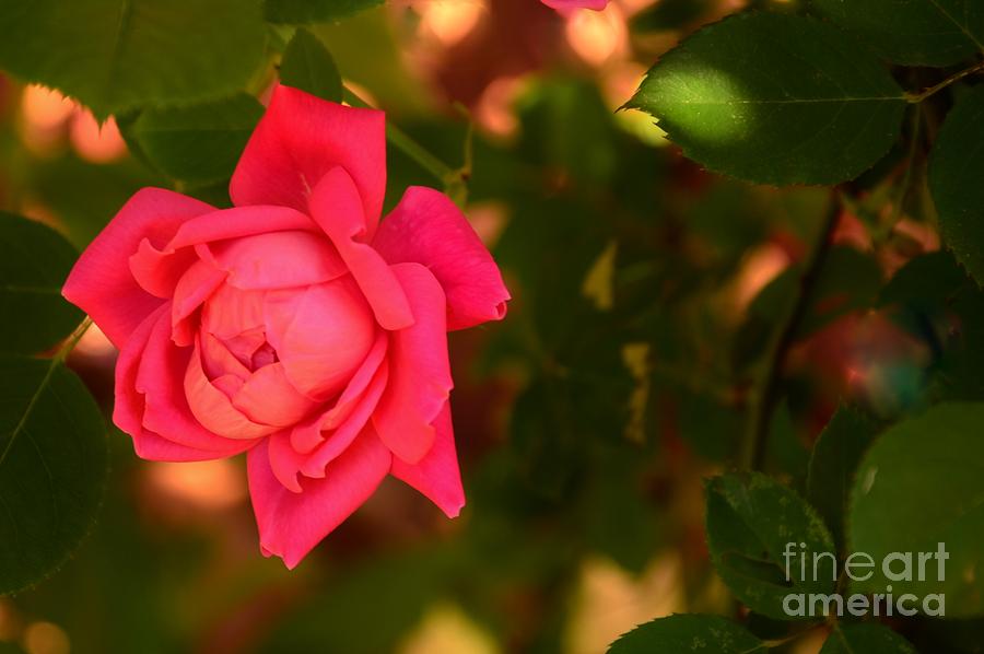 Reddish Pink Rose In The Shadows Photograph by Bob Sample