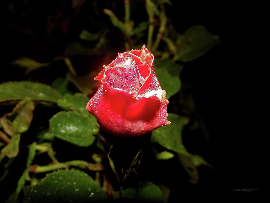 A Rose in the spotlight Photograph by Harold Zimmer