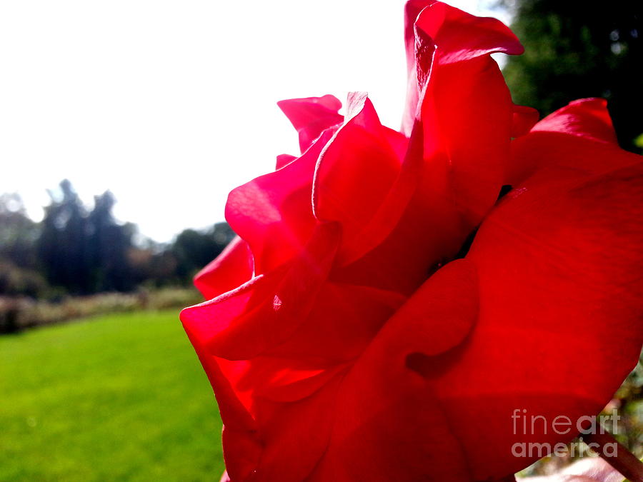 A Rose in the Sun Photograph by Robert Knight