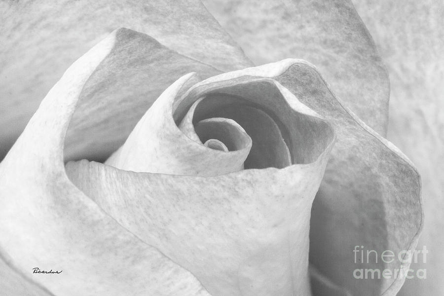 A Rose is a Rose Black and White Floral Photo 753  Photograph by Ricardos Creations
