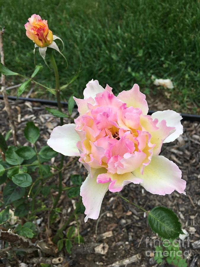 A Rose is a Rose by Cheryl Abbiati A Rose is a Rose by Cheryl Abbiati