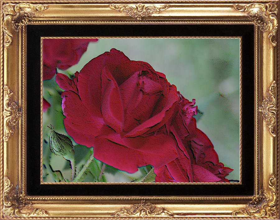 Rose Photograph - A Rose is a Rose framed by Cathy Harper