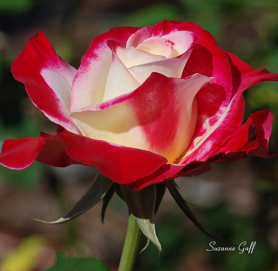 Nature Photograph - A Rose is a Rose I by Suzanne Gaff