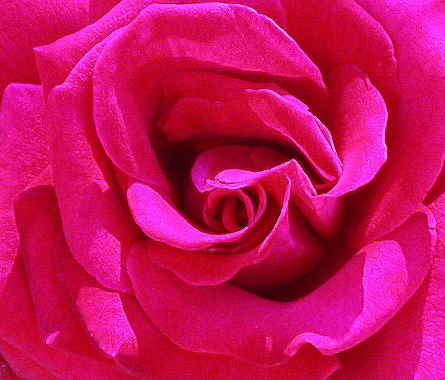 A rose is a rose is a rose Photograph by Anne Cameron Cutri