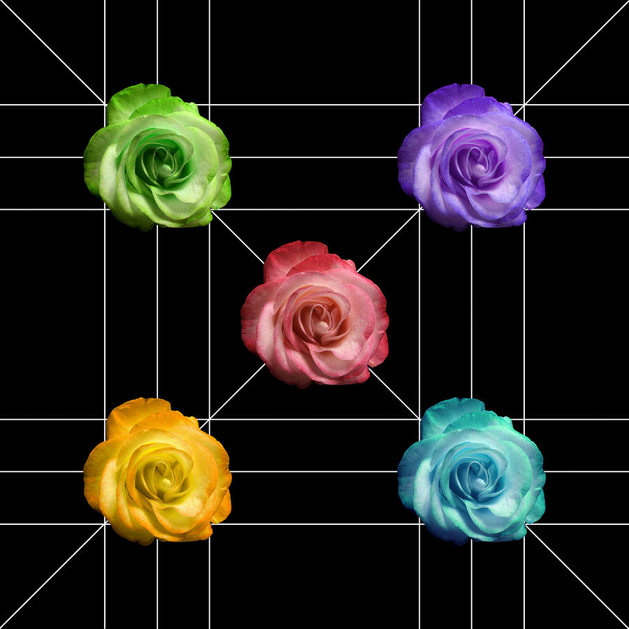 A Rose Is A Rose Photograph - A Rose is A Rose is A Rose by Peter Piatt A Rose Is A Rose Photograph - A Rose is A Rose is A Rose by Peter Piatt