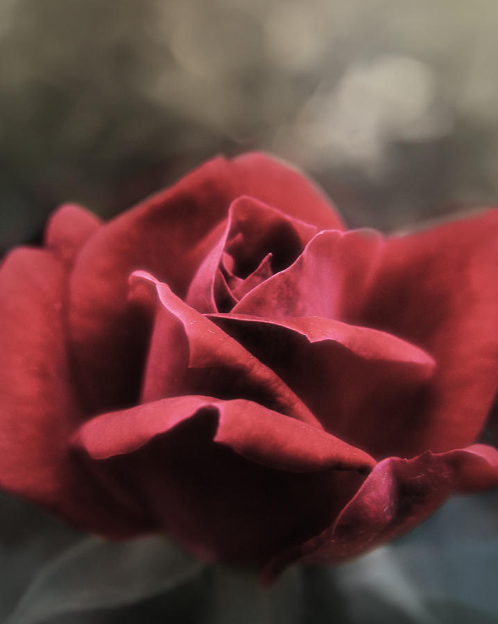 A Rose is a Rose Photograph by Karen Musick