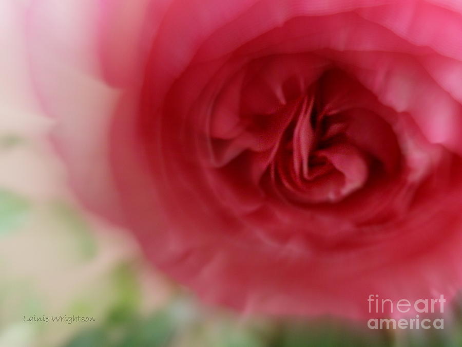 A Rose Is A Rose Photograph by Lainie Wrightson