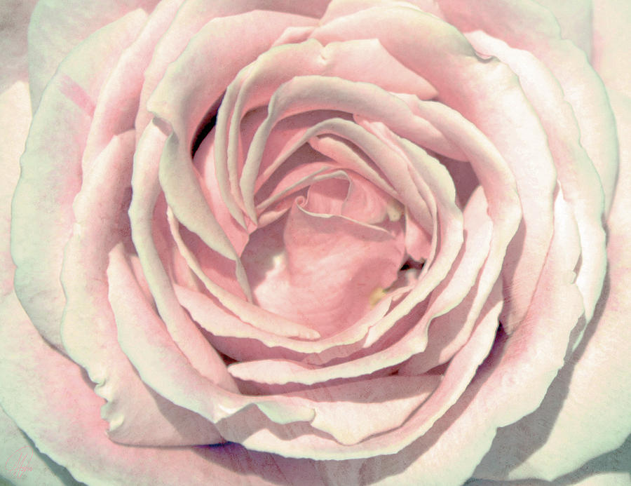 A Rose is a Rose Digital Art by Margaret Hormann Bfa