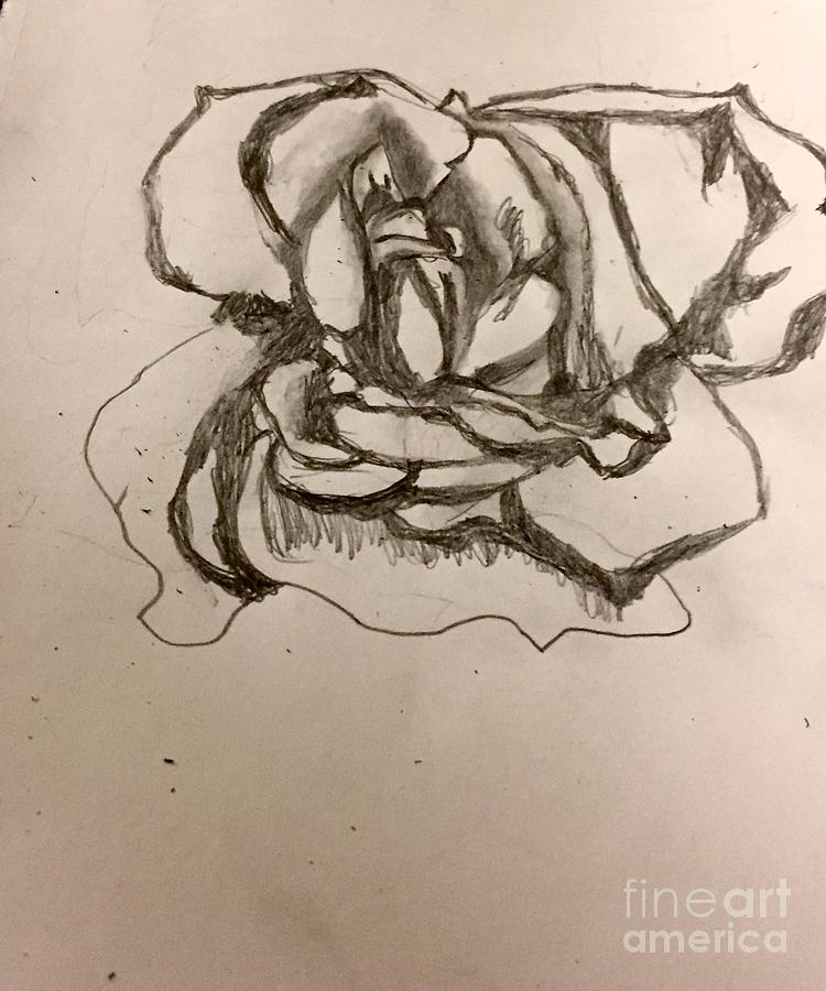 A Rose Is A Rose Drawing