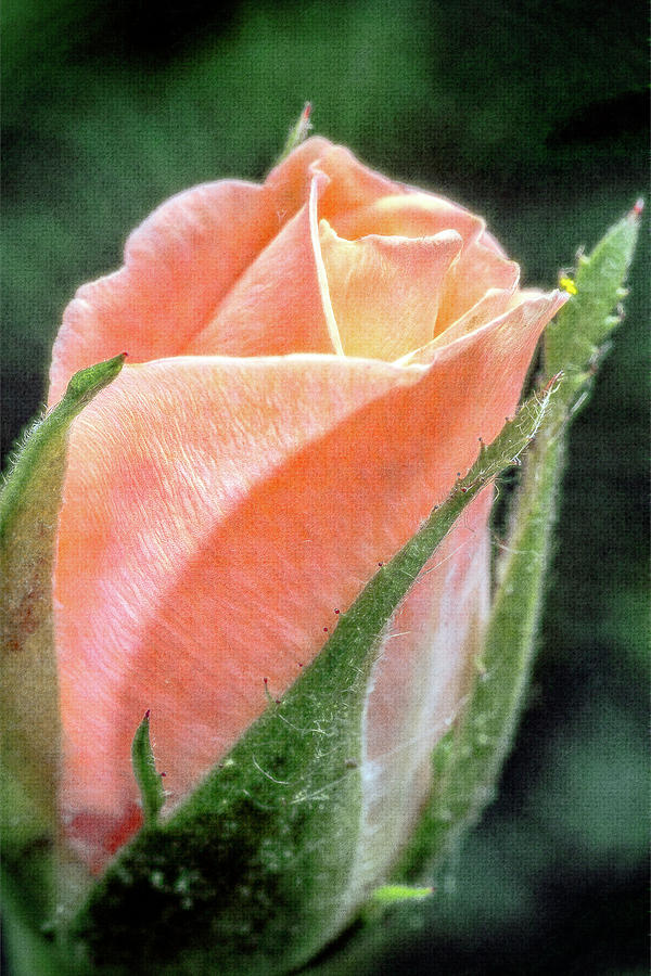 A Rose is a Rose Photograph by Winnie Chrzanowski