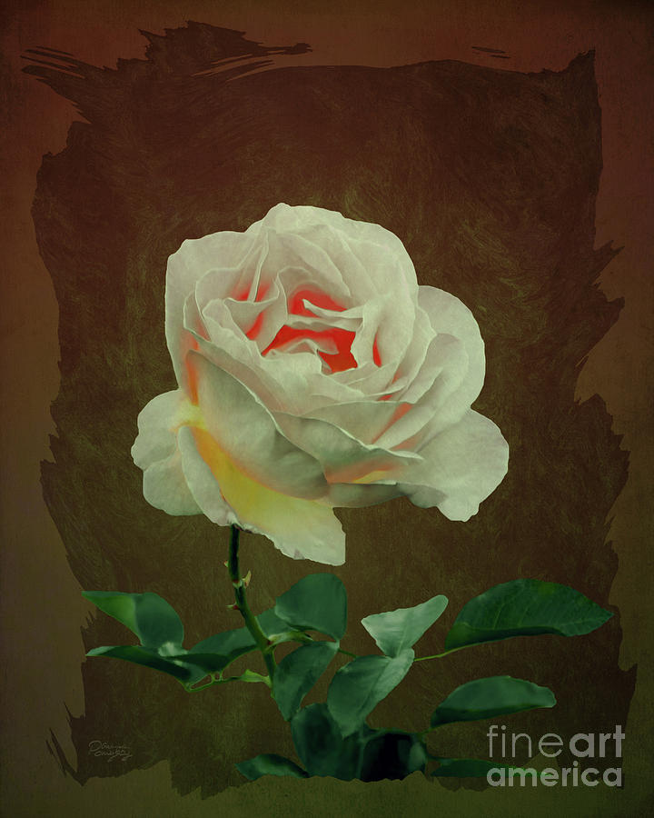 A Rose Is Still a Rose Digital Art by Gabriele Pomykaj