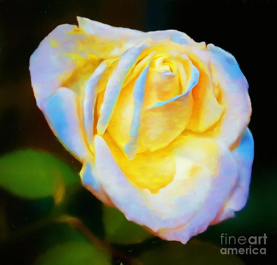 A Rose Photograph by John Kolenberg