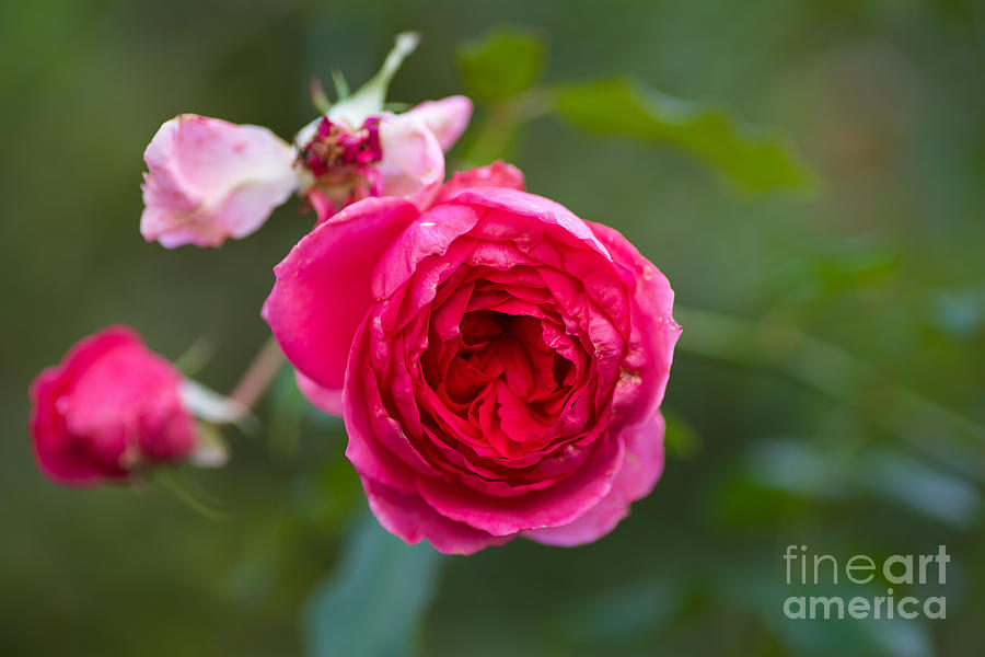A Rose Photograph by Lara Morrison