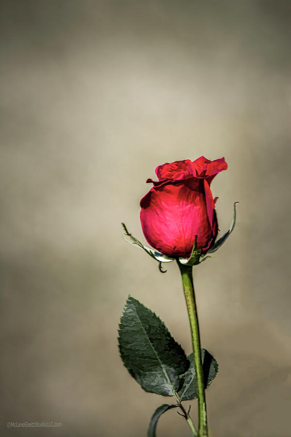 A Rose Photograph by LeeAnn McLaneGoetz McLaneGoetzStudioLLCcom