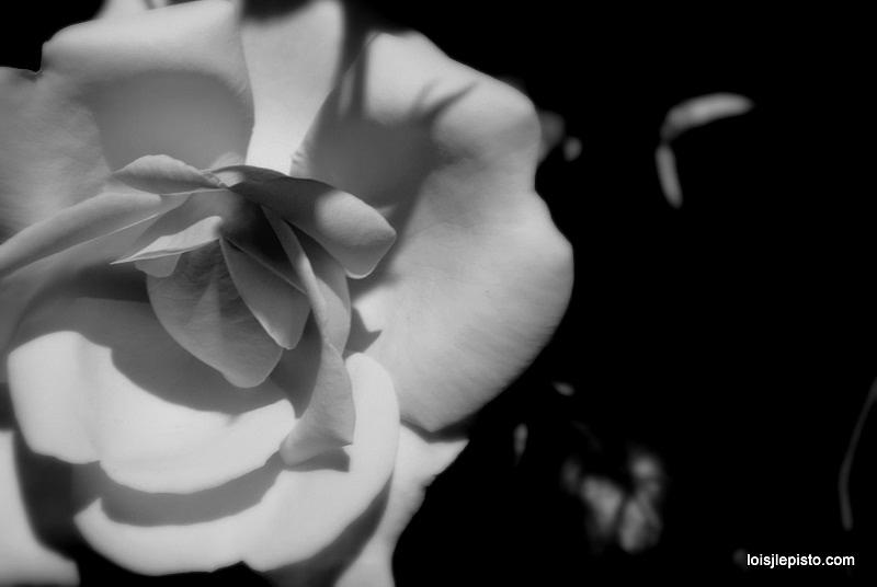 A Rose Photograph by Lois Lepisto