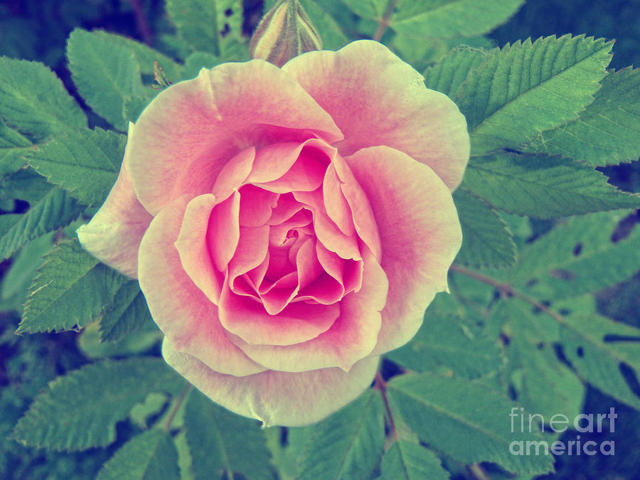 Rose Photograph - A Rose by Lori Frostad
