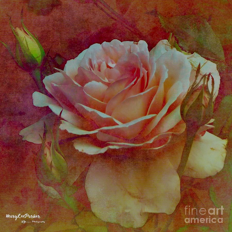 A Rose  Mixed Media by MaryLee Parker