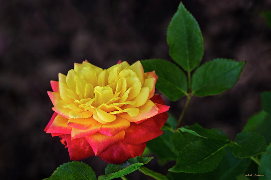 A Rose Photograph by Michael McKenney